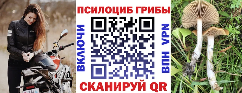 Псилоцибиновые грибы Psilocybe  Печоры 